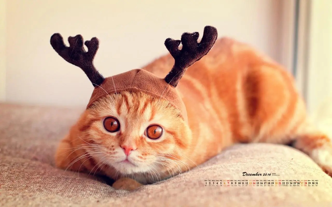 家养一窝纯种比熊出售。实拍照片。上门六百一只 疫苗已做