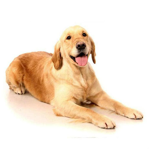 宠物从中国到加拿大（随人飞）