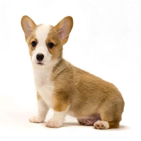 宠物随机飞中国到英国