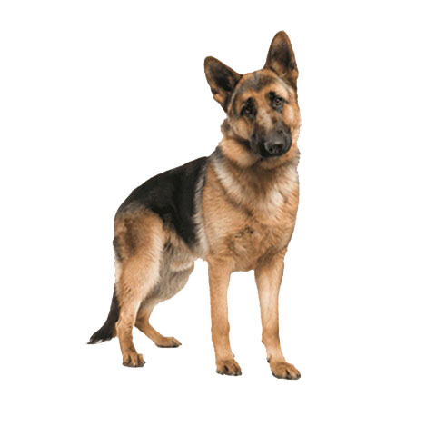 猫狗托运贴心照看