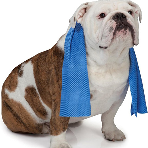 宠物龙猫从日本飞香港转长春