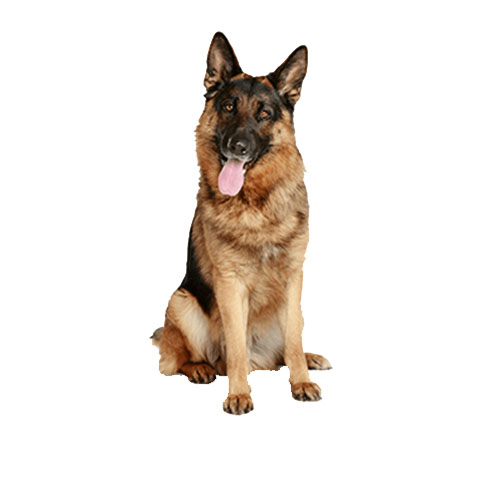 宠物托运中国随人飞哥伦比亚