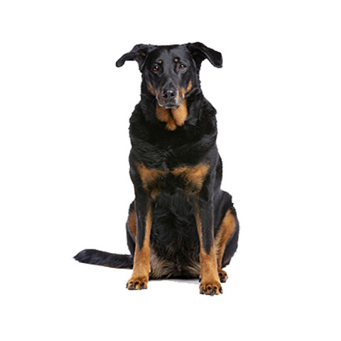 全国托运来电咨询